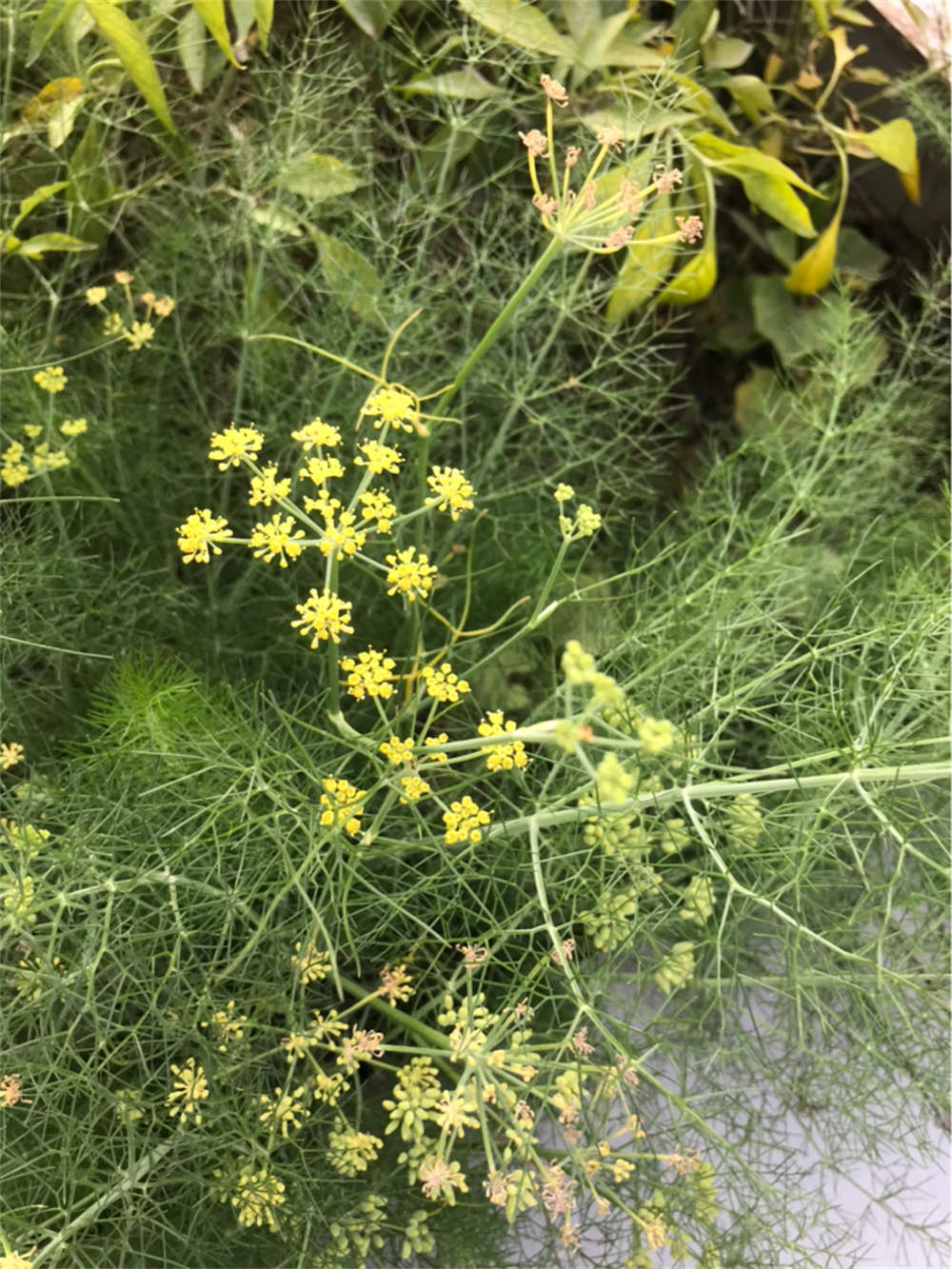 小茴香种子怎么催芽 - 花百科