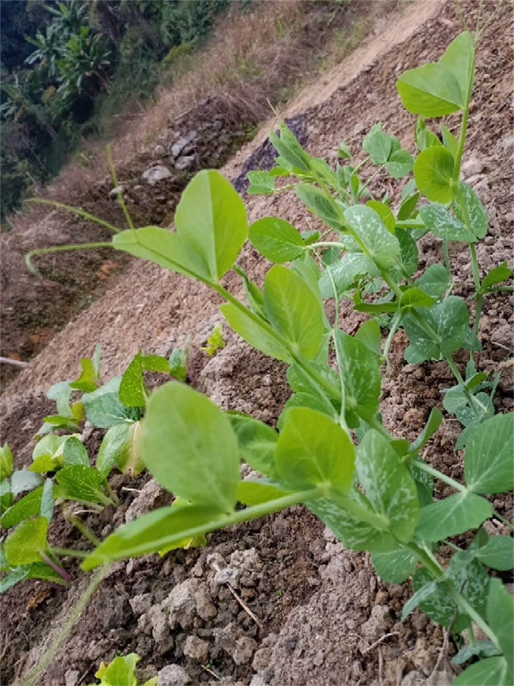 豆苗怎么种植水培