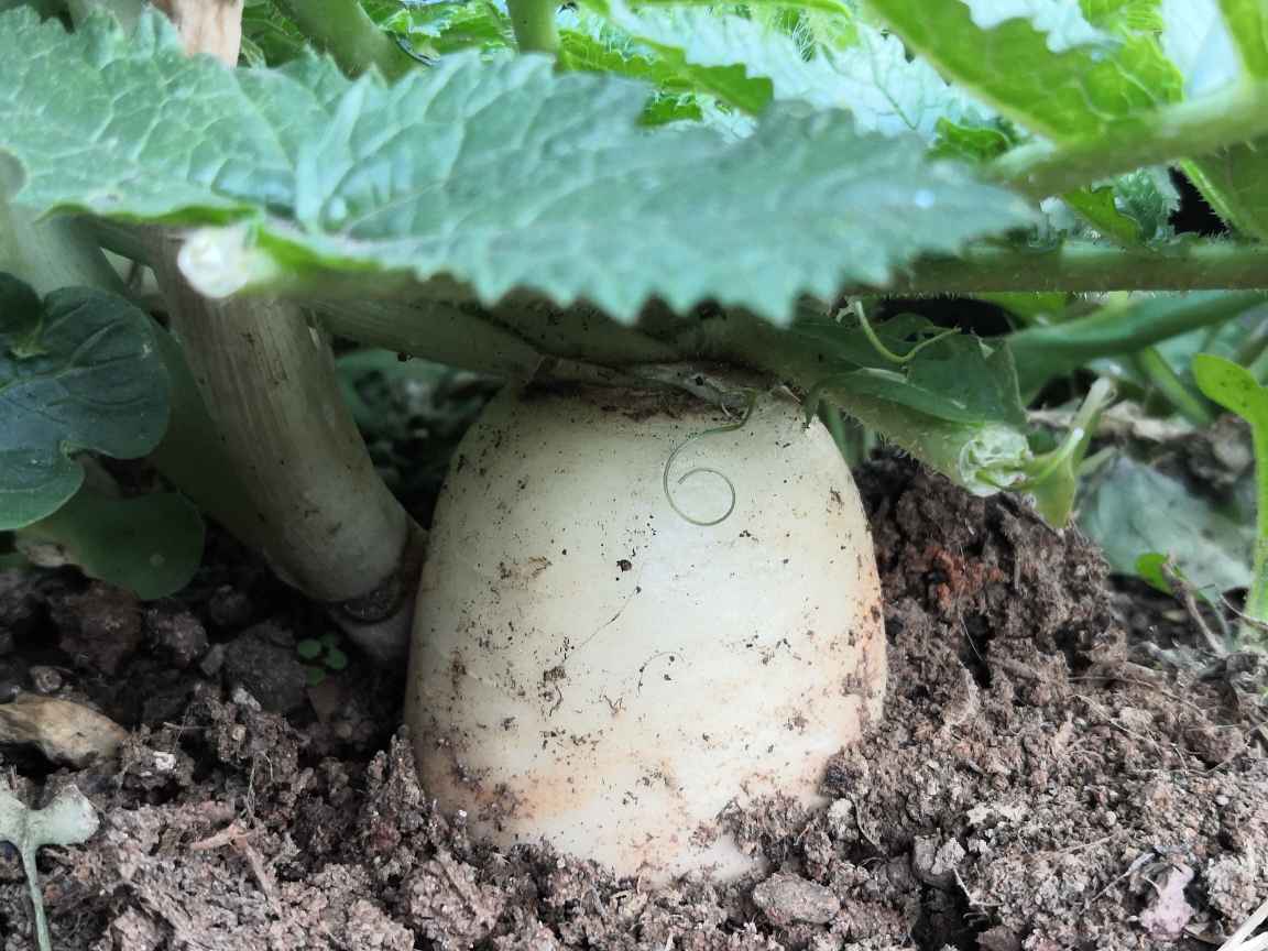 水果萝卜的种植方法和时间