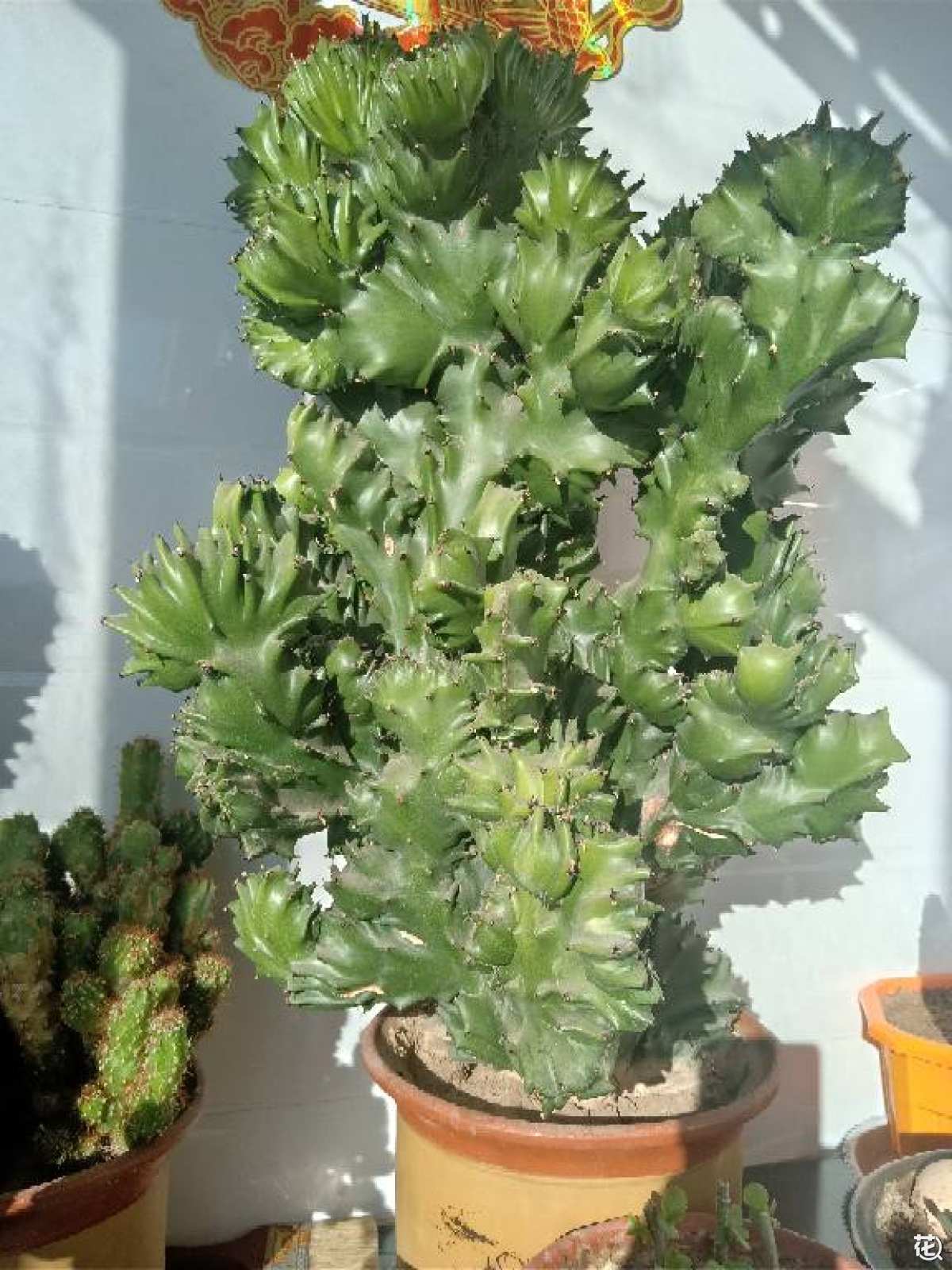 玉麒麟植物怎么养 花百科