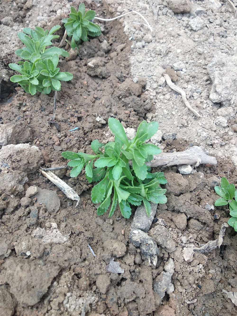 养心菜的种植时间和方法