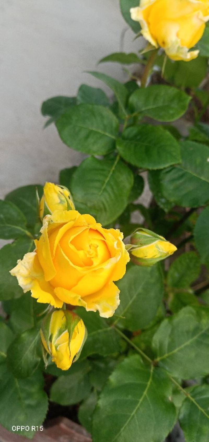 金香玉花怎么养殖耐寒吗