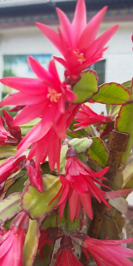 假昙花换盆要注意什么?