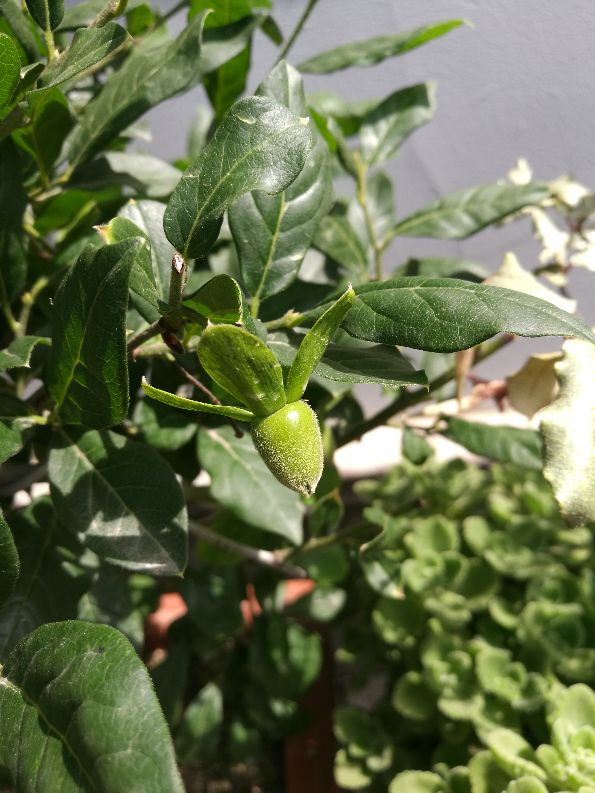 金弹子叶子发黑掉叶