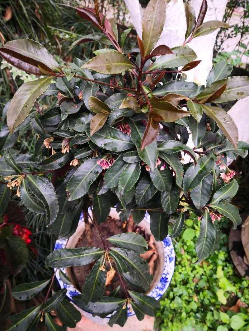 朱砂根的养殖方法和修剪