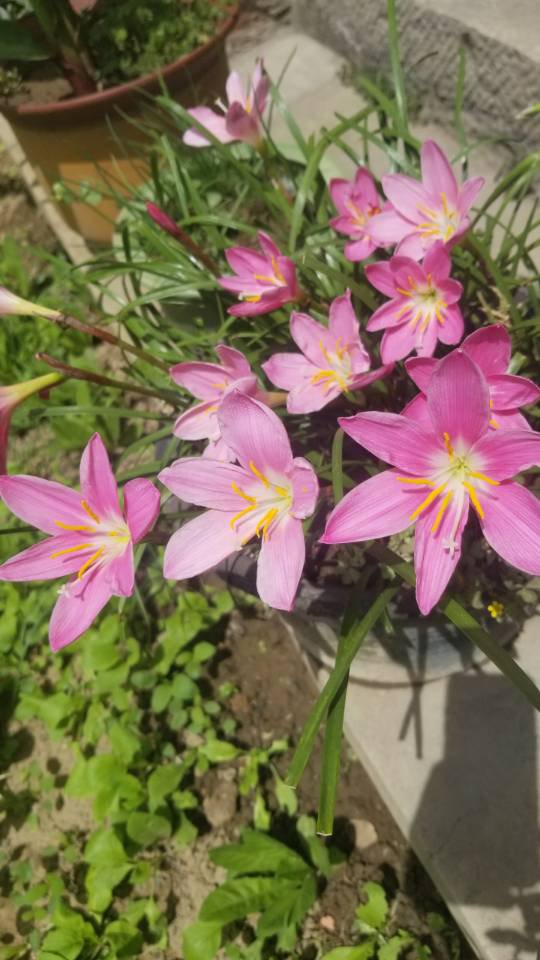 韭菜莲不开花是什么原因