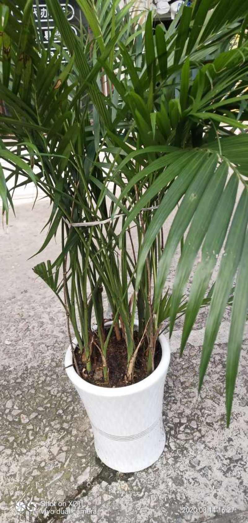 散尾竹怎么养才让它枝繁茂盛 花百科