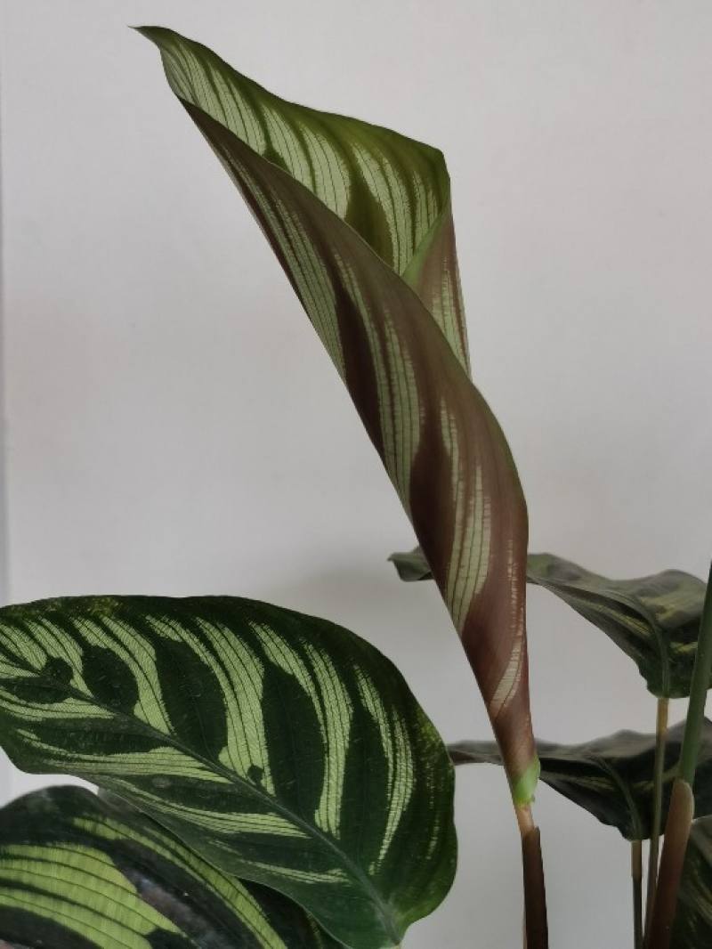 孔雀竹芋花语
