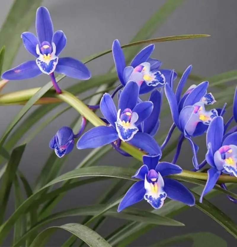 蓝宝石兰花属于什么品种