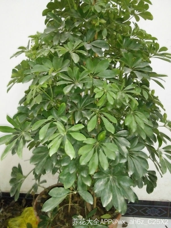 八面来财树树掉叶子