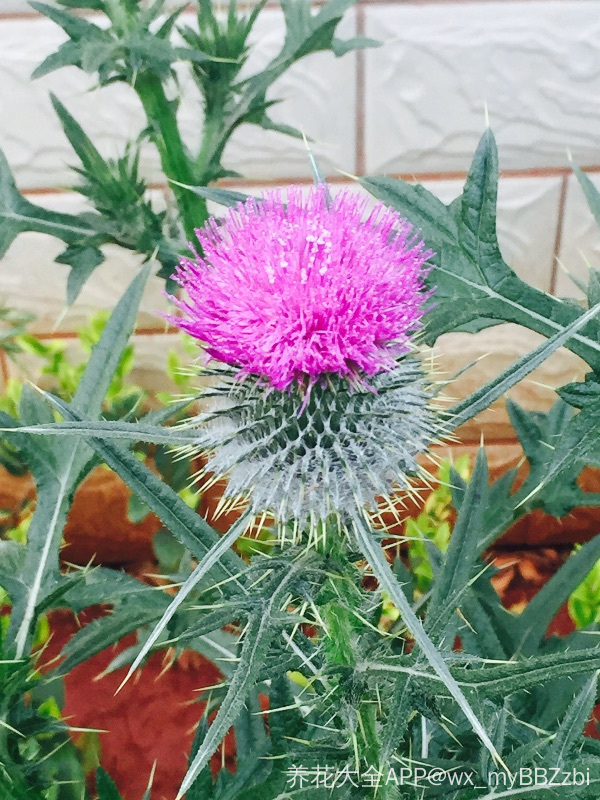 刺刺的小可爱,是什么植物?