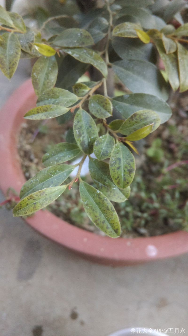 小叶紫檀生啥病了?