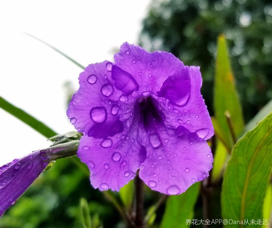 蓝花草