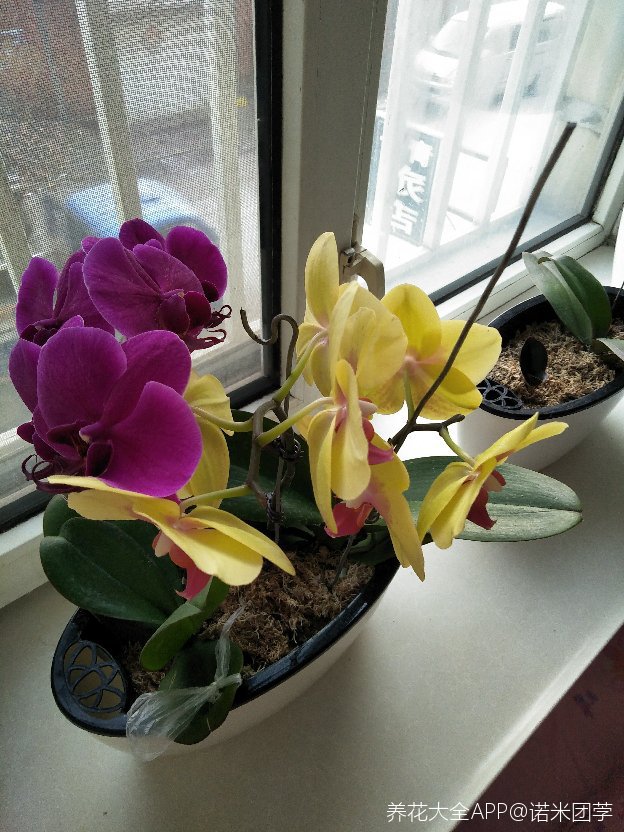 蝴蝶兰催芽