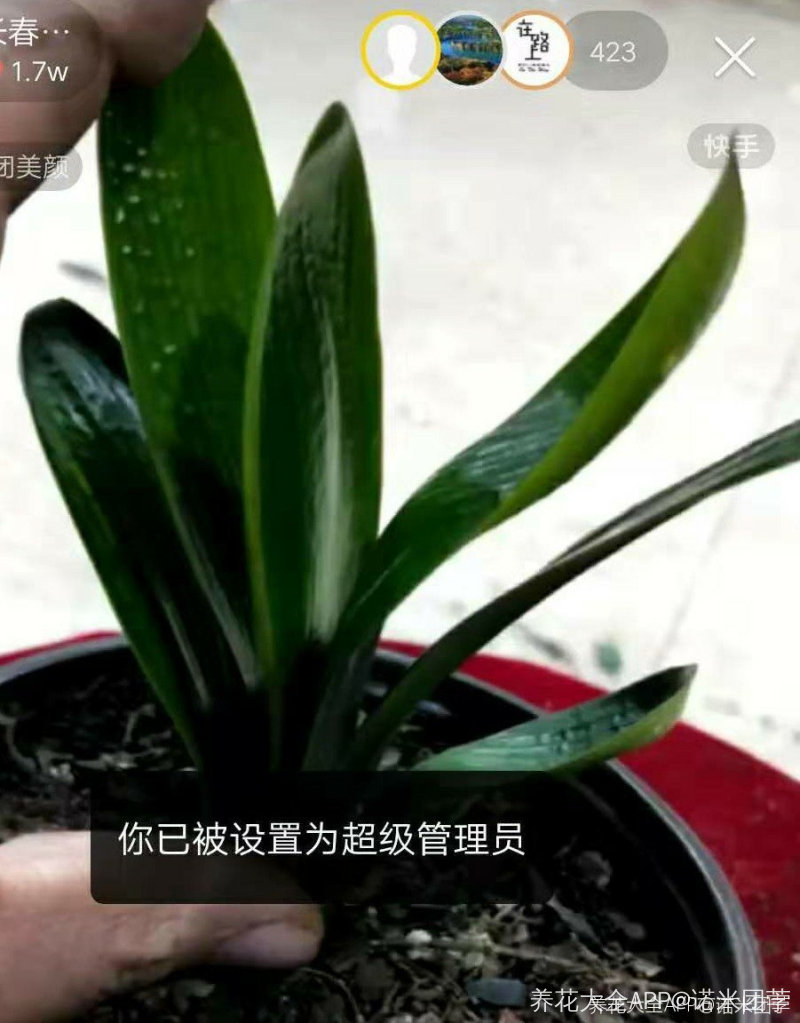 君子兰胡大伟是什么意思