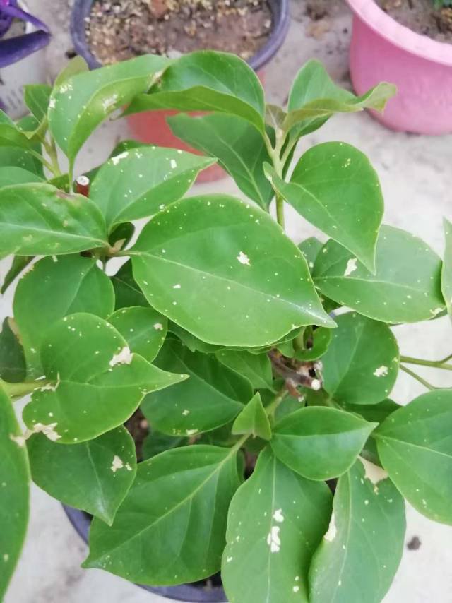 三角梅叶子有干斑是怎么回事?