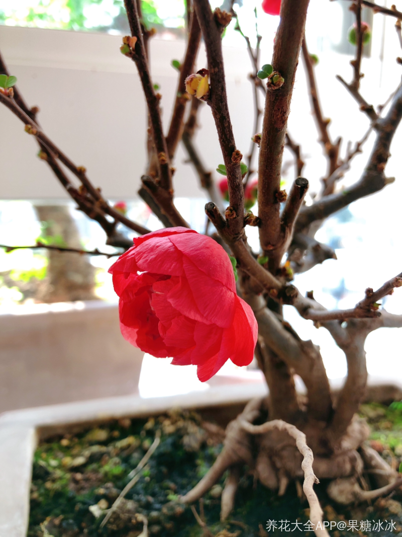 长寿冠海棠,请欣赏