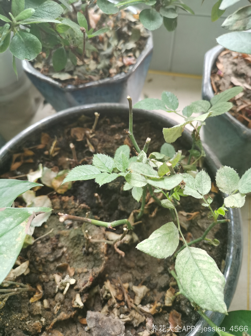 玫瑰花叶子干我改怎么拯救它