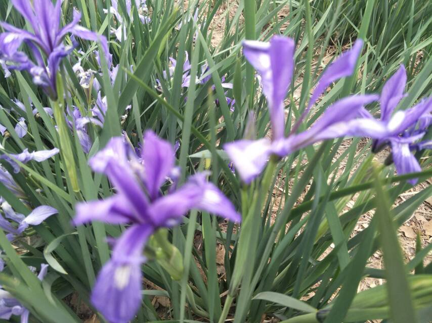 马兰花银川市花