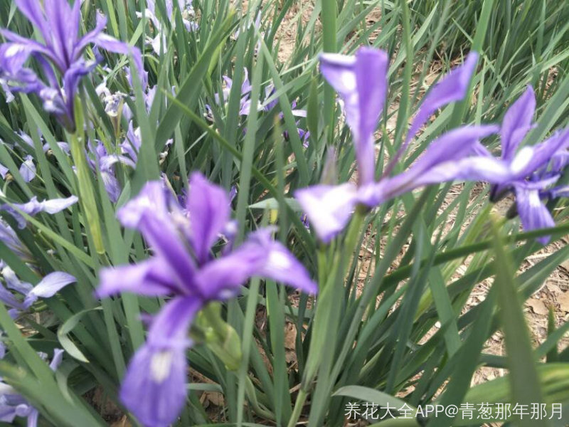 马兰花银川市花