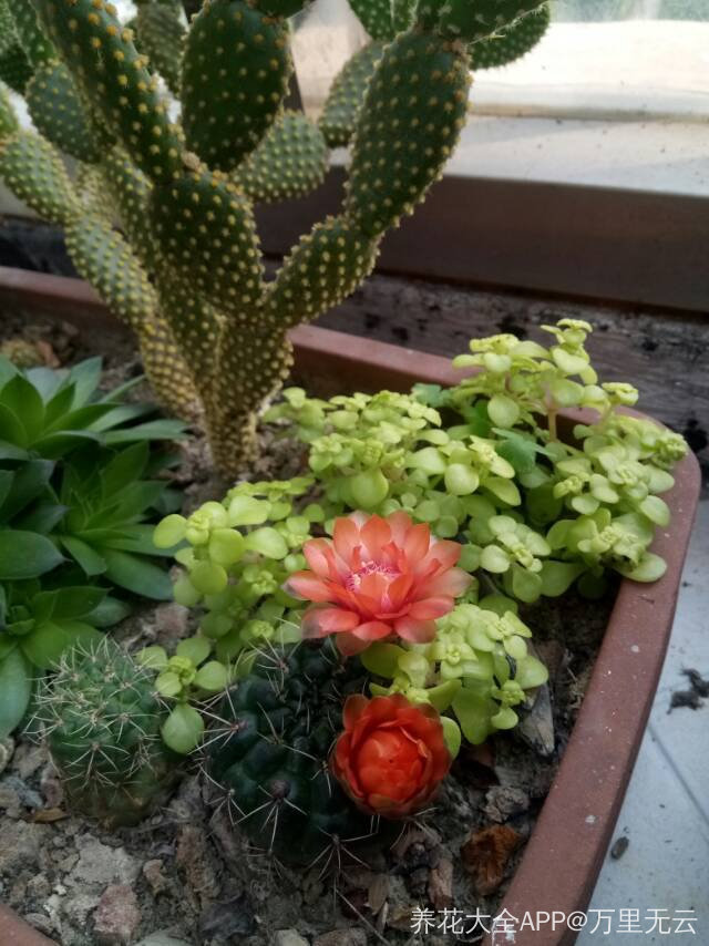 五月的绯花玉