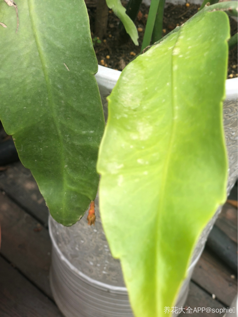 昙花为什么打花苞以后,又掉了