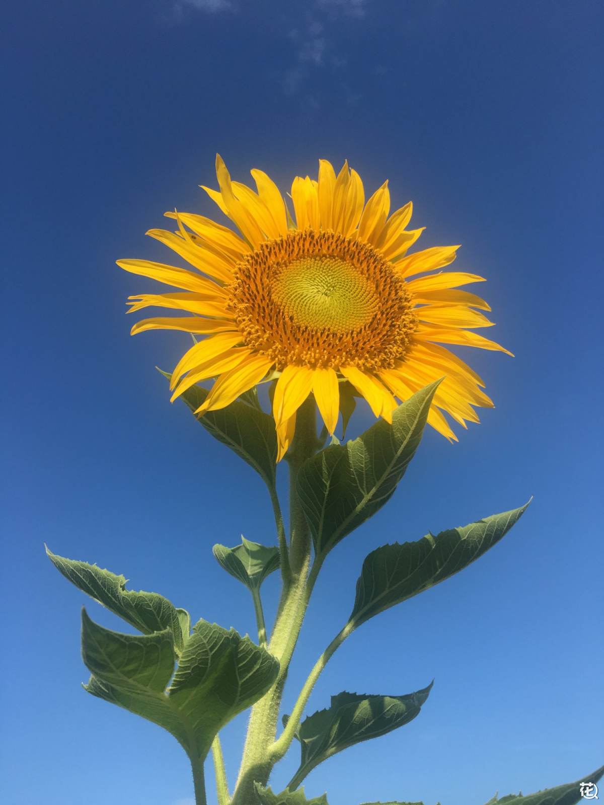 爱花展示 楼顶上种出了美丽的向日葵 分享至 微信 qq 微博 下载app