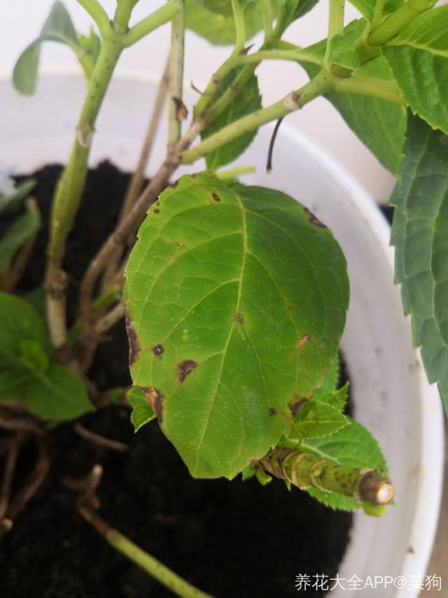 请问一下 问什么我的绣球花总是叶子焦掉
