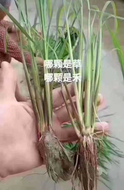 哪棵是草哪棵是禾