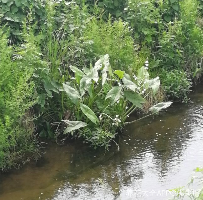 在水边看到一株植物,求花友告诉下是什么?
