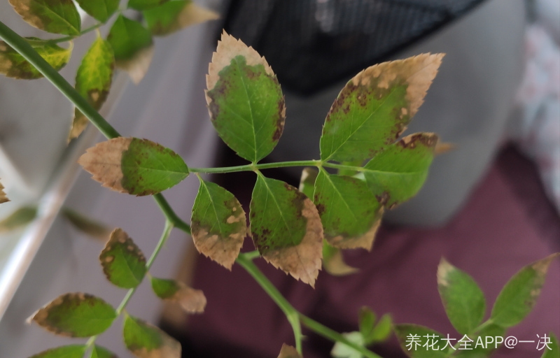 月季叶片边缘焦枯发干发黄不知道怎么回事