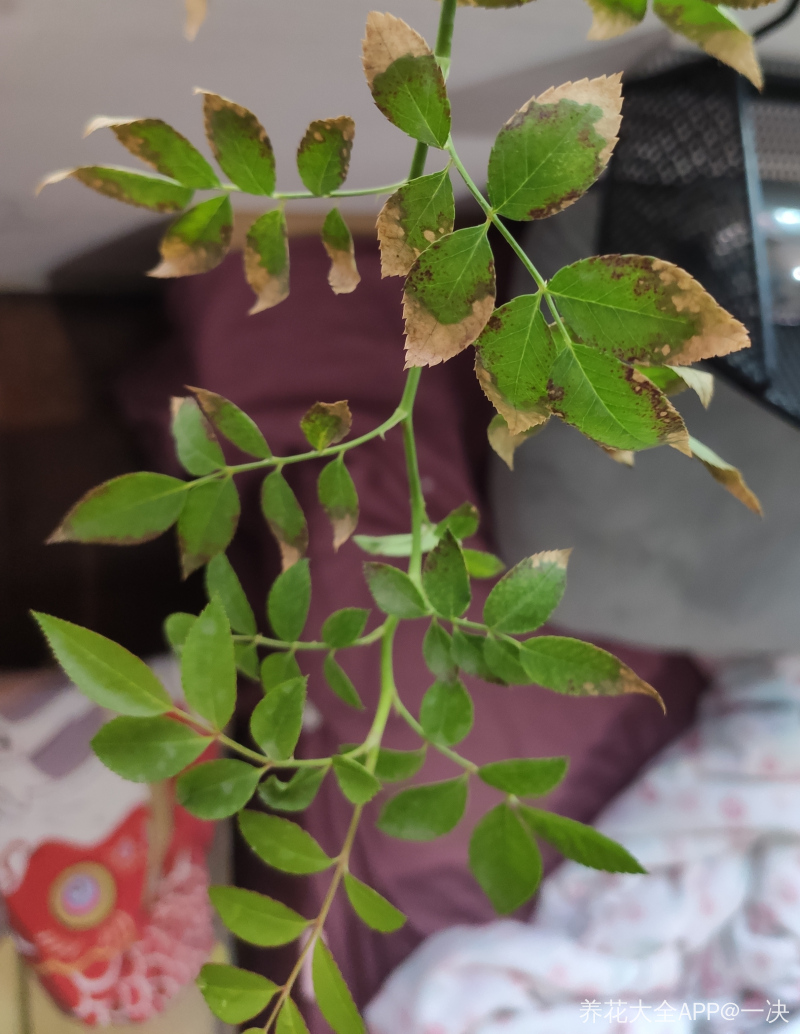月季叶片边缘焦枯发干发黄不知道怎么回事