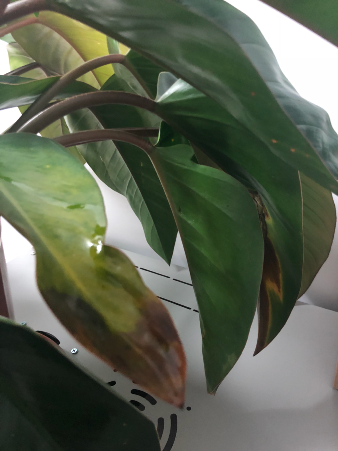 绿宝石喜林芋叶子黄斑图片