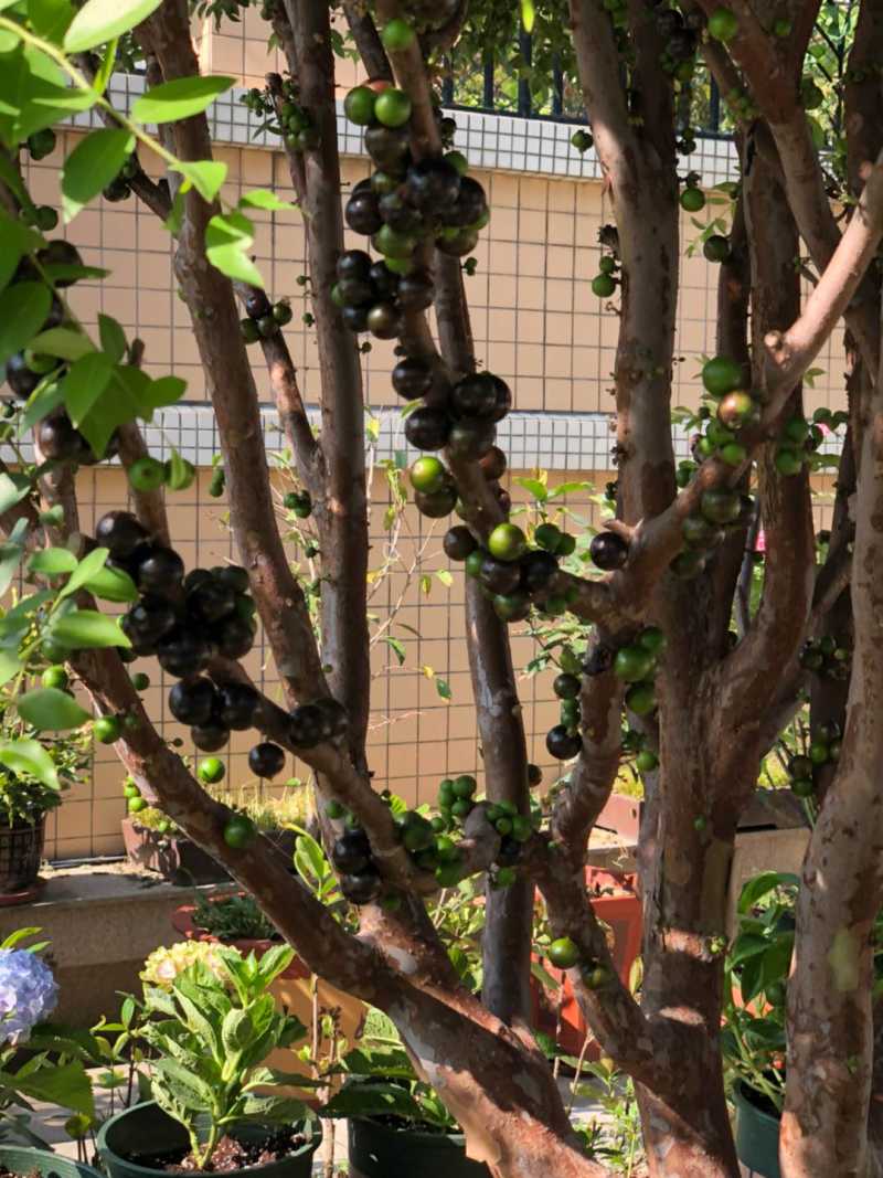 二,嘉宝果花期怎么养护