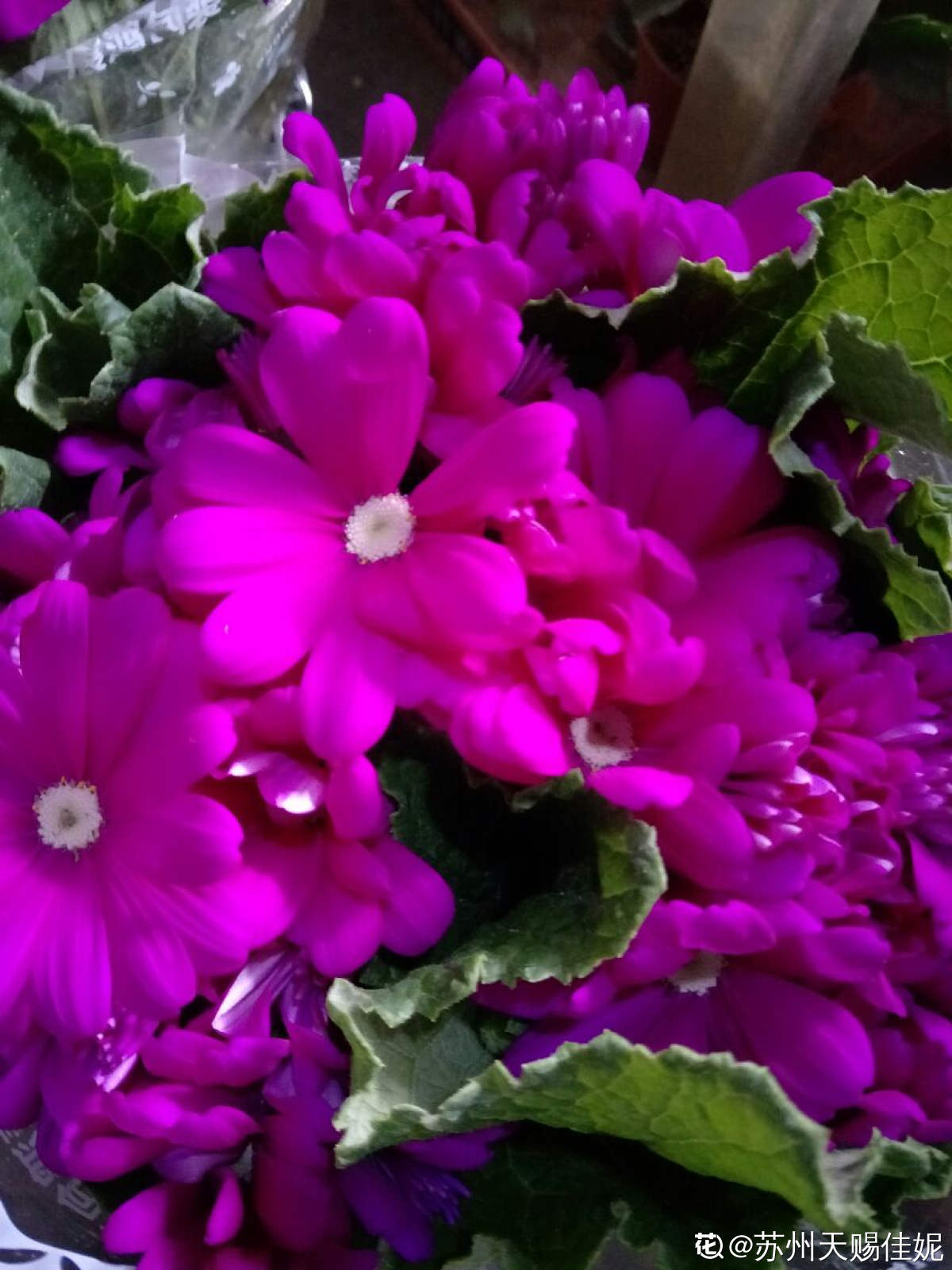红白花的爪叶菊