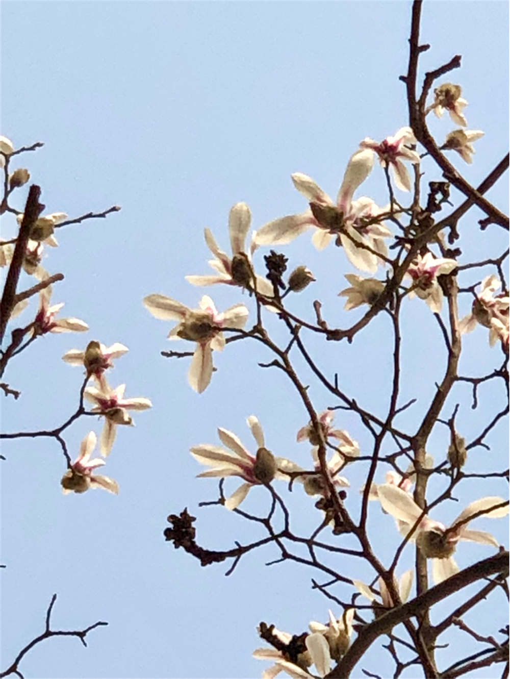 望春花和白玉兰的区别图片