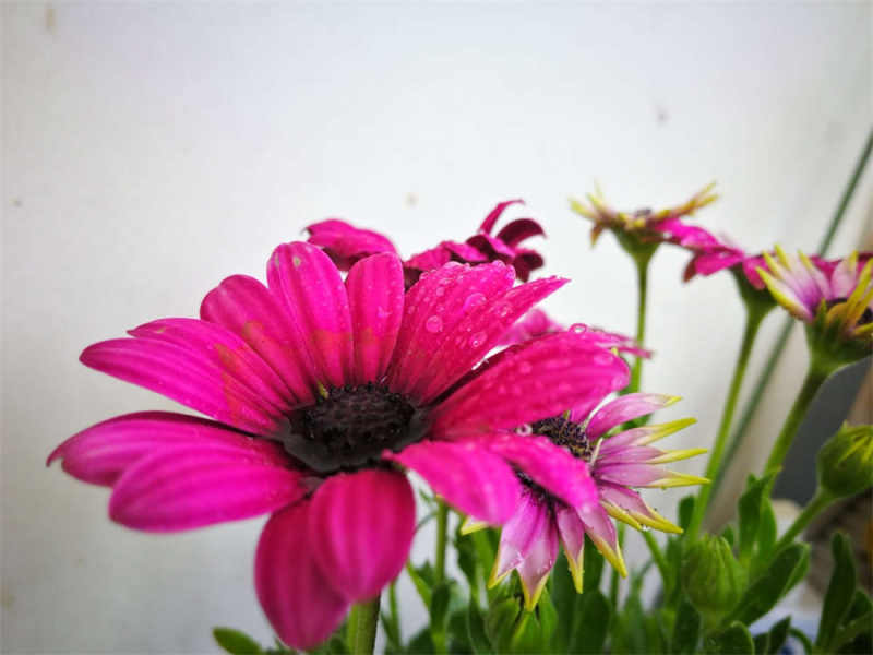 非洲万寿菊