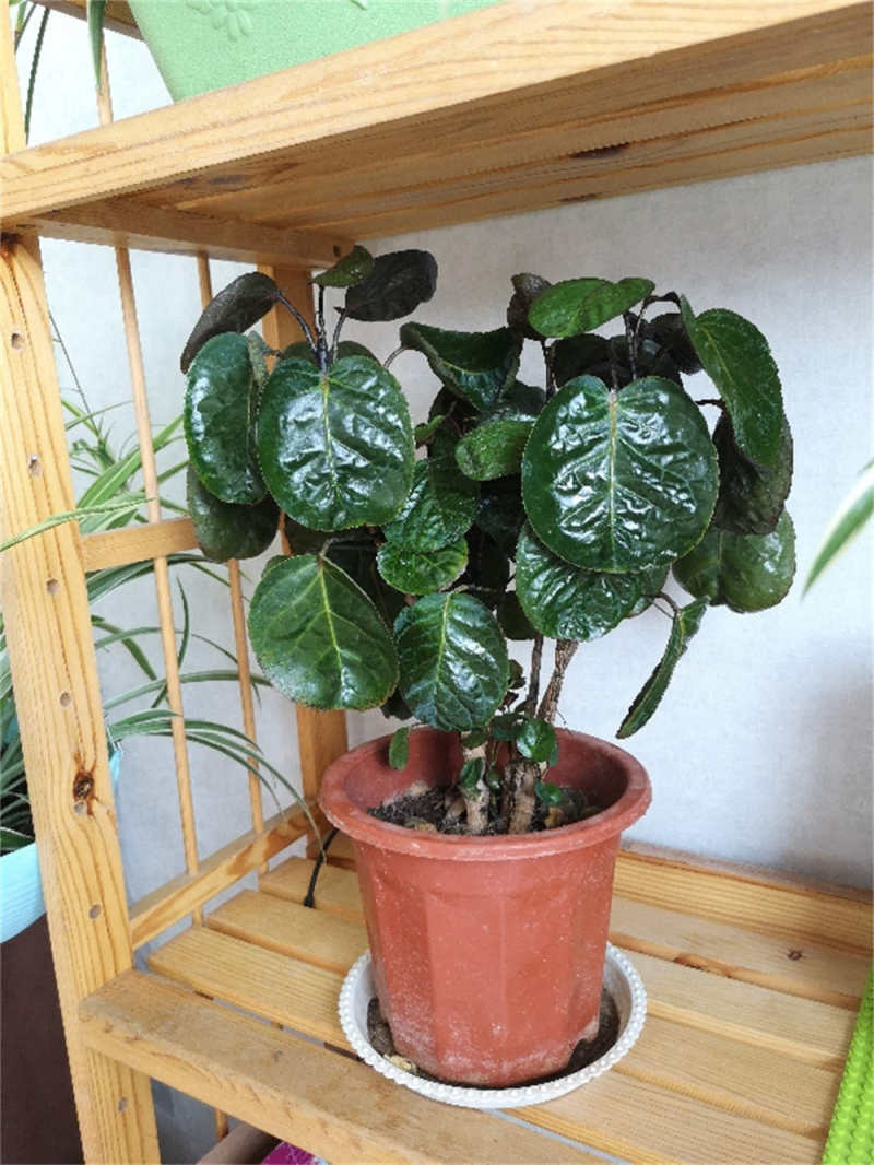 福禄桐花怎么养