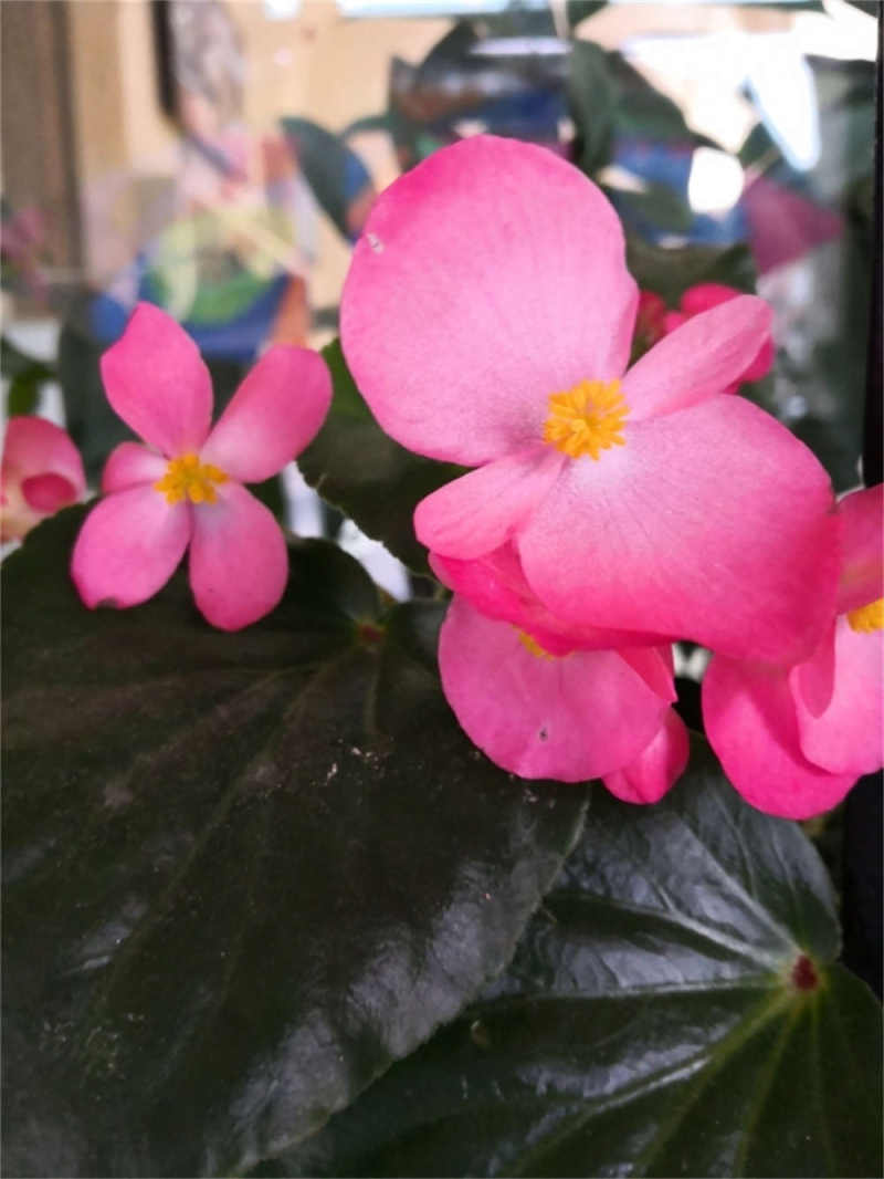 大叶海棠花的养殖方法和注意事项