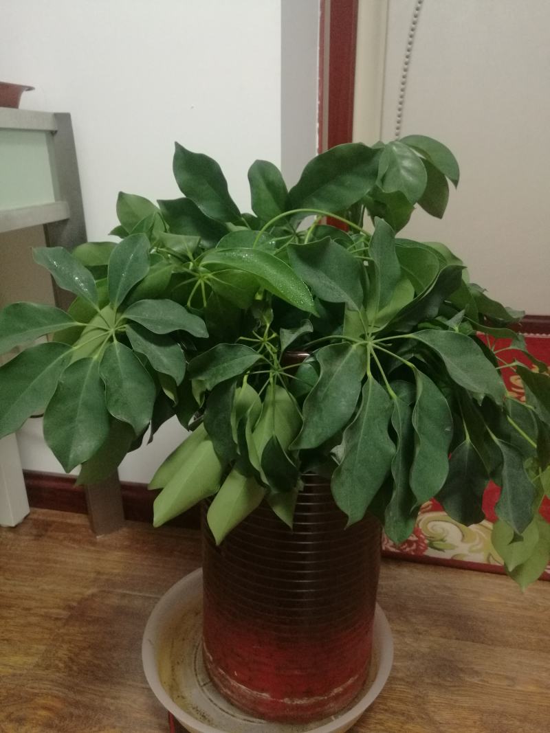 大叶伞保罗怎么养