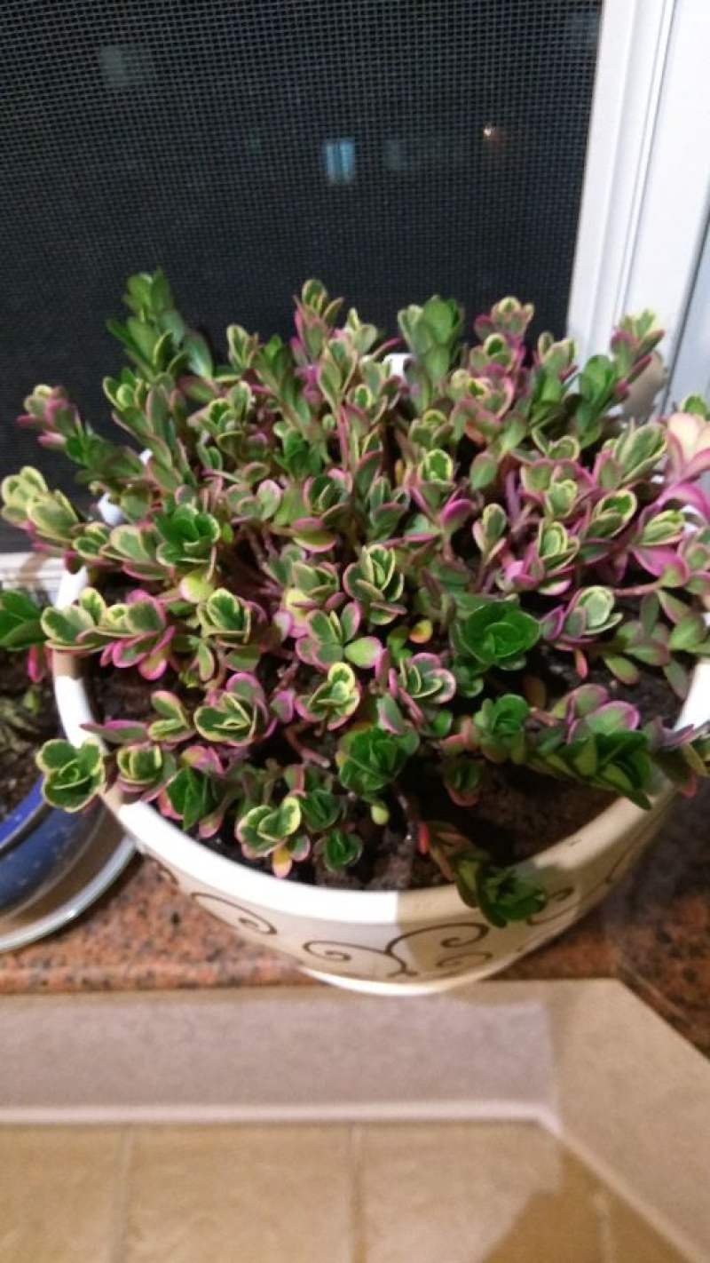 太阳花锦多肉的养殖方法