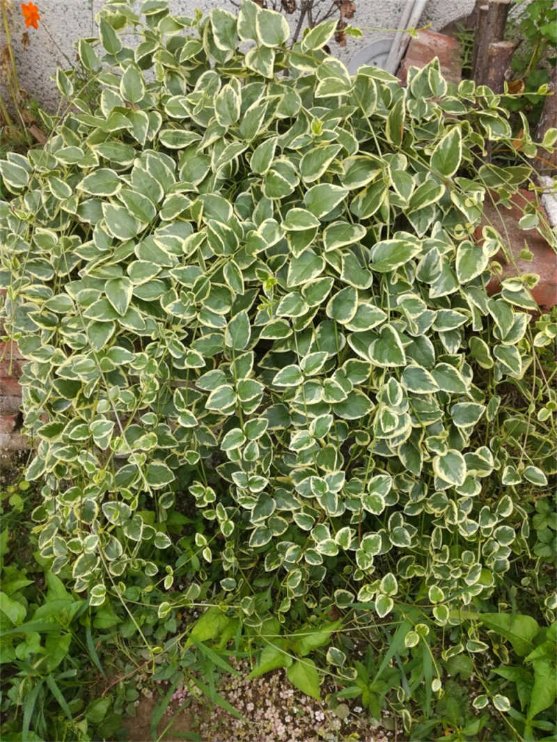 花叶蔓的养殖方法和注意事项