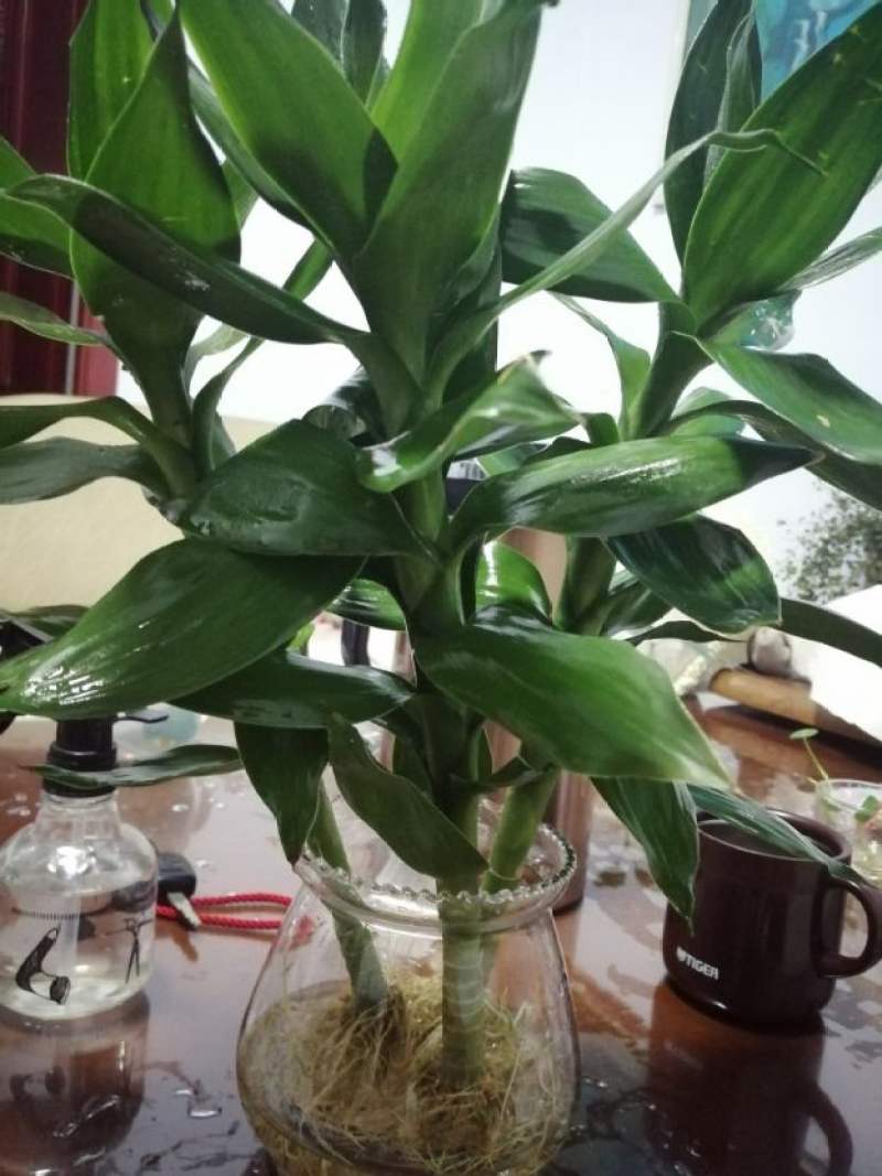 观音竹可以放卧室养吗