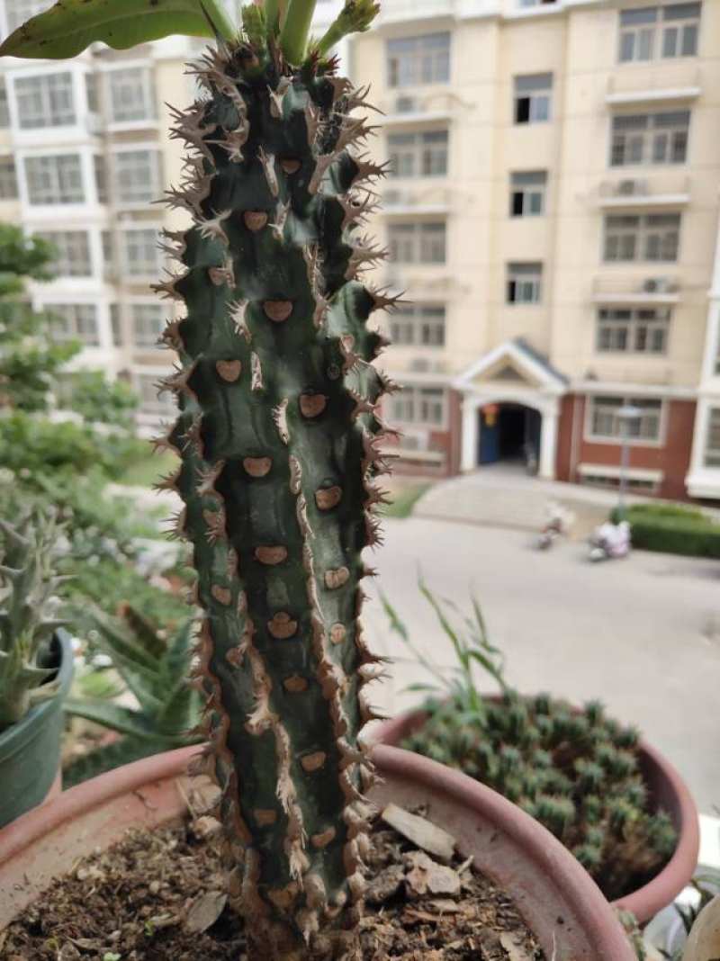 喷火龙