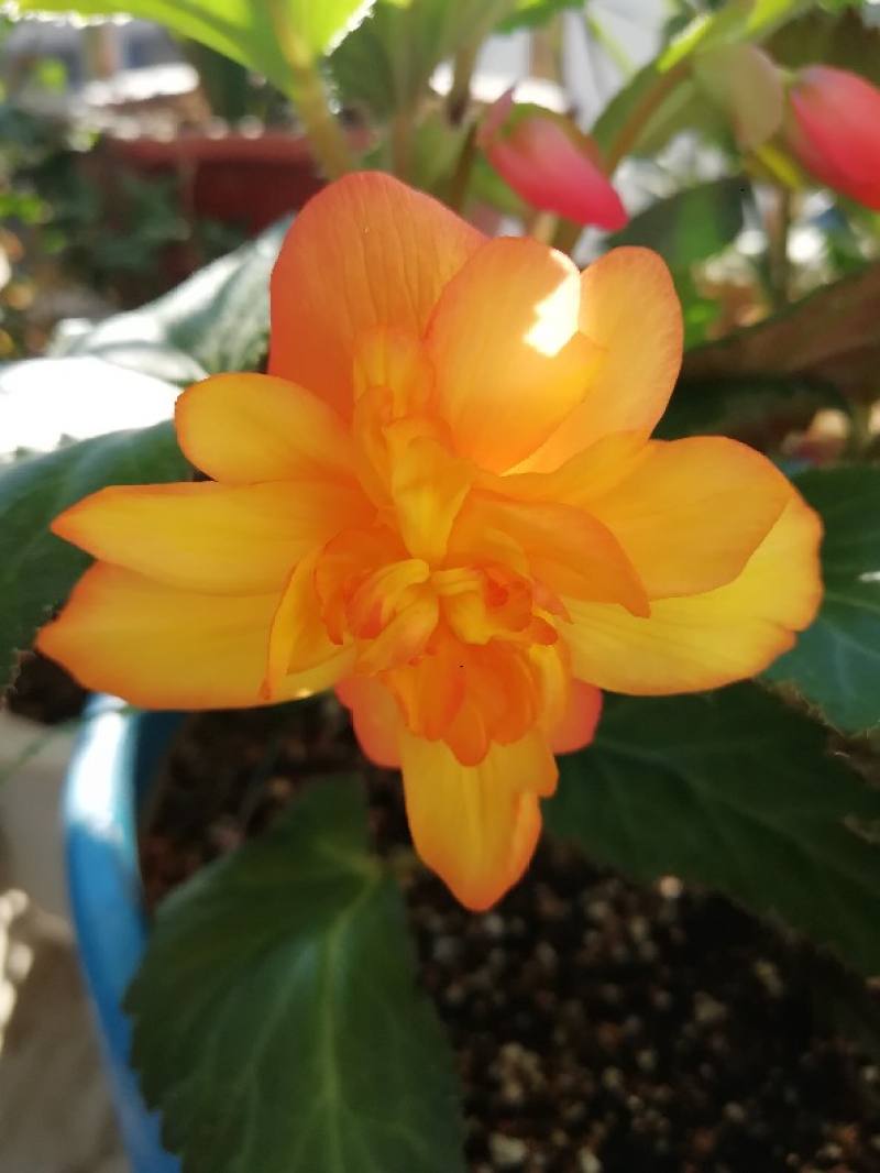 球根秋海棠与球根海棠的区别 分别怎么养护 花百科 球根秋海棠与球根海棠的区别 分别怎么养护 花百科