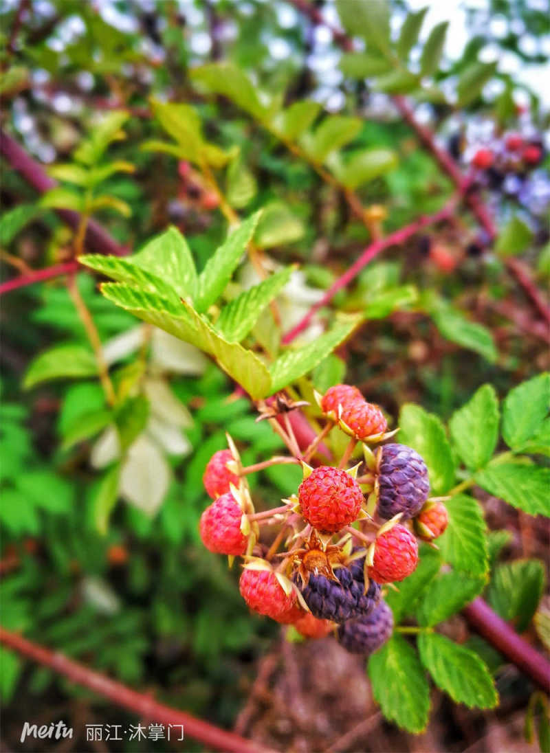覆盆子能在家里盆栽吗 - 花百科