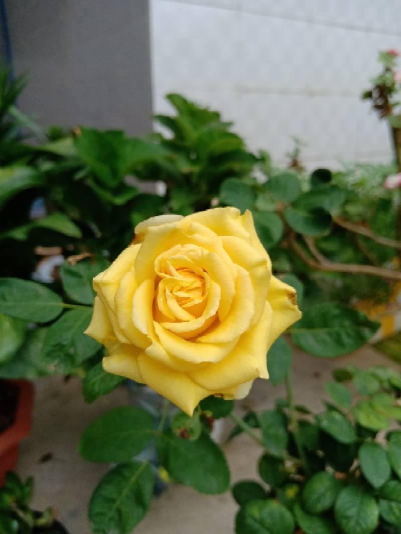 金香玉花怎么养殖耐寒吗