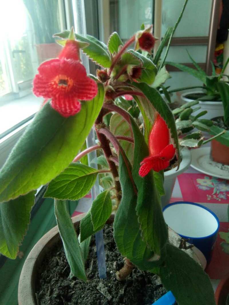 俄罗斯毛灯笼花怎么养