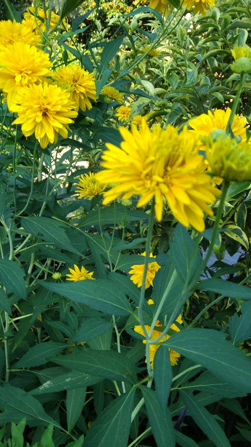 花枝招展的重瓣金光菊