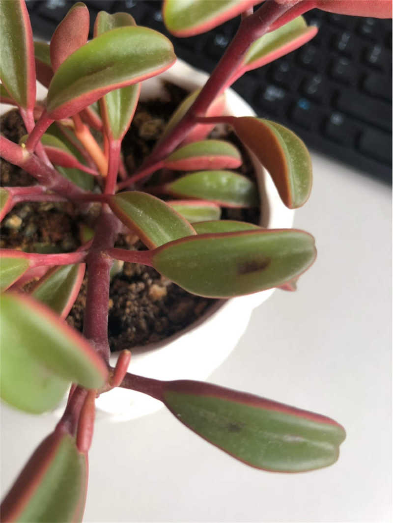 红背椒草多肉怎么叶插什么时候叶插